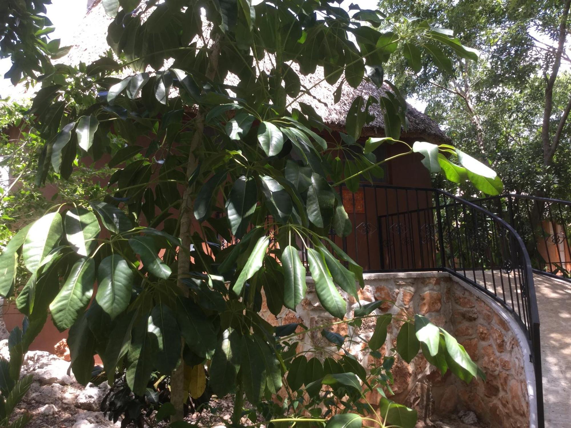The Pickled Onion B&B And Restaurant Uxmal Santa Elena Quarto foto